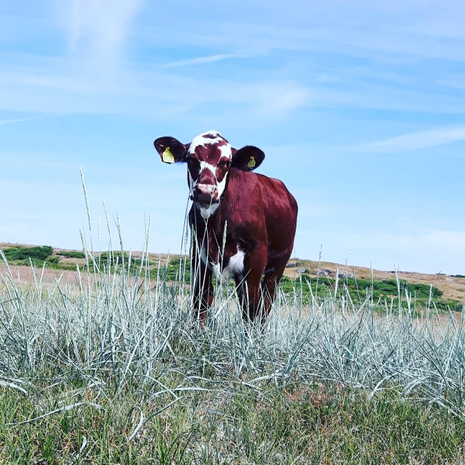 IMG_20180609_145632_142