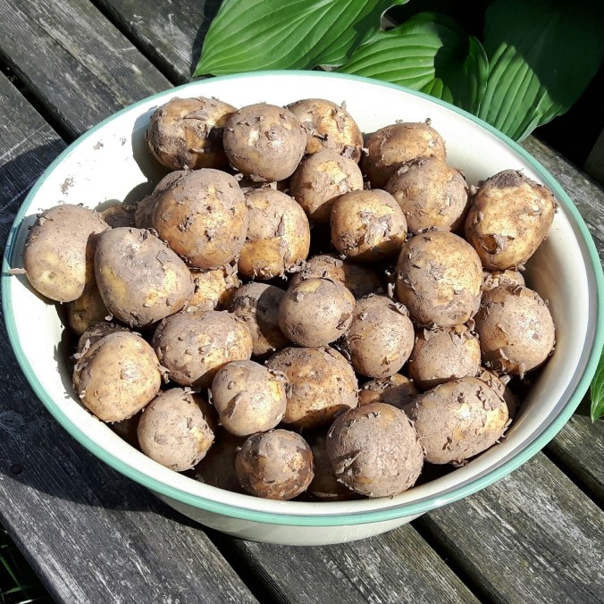 IMG_20180621_205616_052 (1)