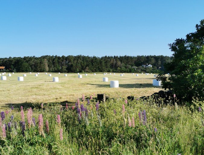 IMG_20200618_073056_1